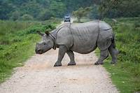 Assam’s iconic Kaziranga National Park has reopened for tourists ...